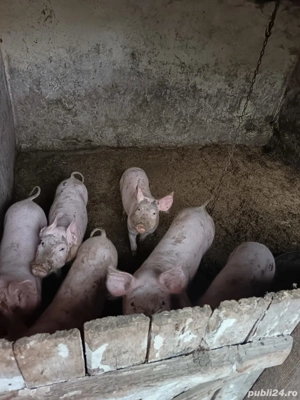Purcei si porci de vanzare 