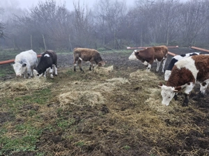 Vaci de vanzare Mediaș - imagine 5