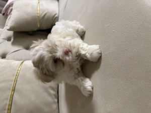 Bichon havanez jucaus - imagine 3