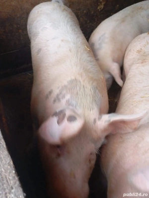 porc 180 200kg  - imagine 2