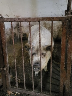 Porci mangalita  - imagine 3