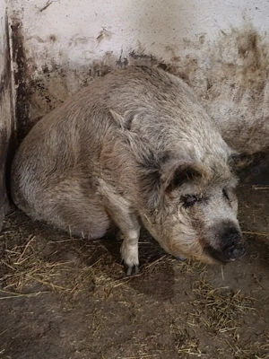 Porci mangalita  - imagine 2