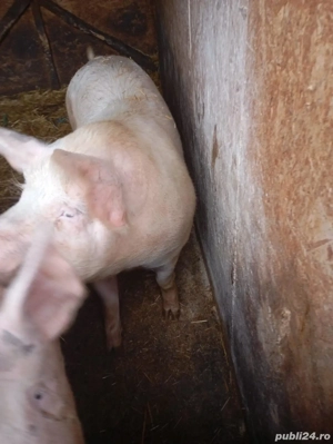porc 180 200kg  - imagine 3