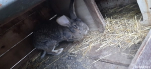 Urias German Gri - imagine 4