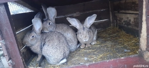 Urias German Gri - imagine 3