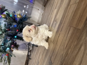 Bichon havanez jucaus - imagine 2