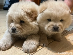 Vand pui Chow Chow - imagine 3