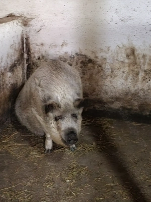 Porci mangalita  - imagine 5