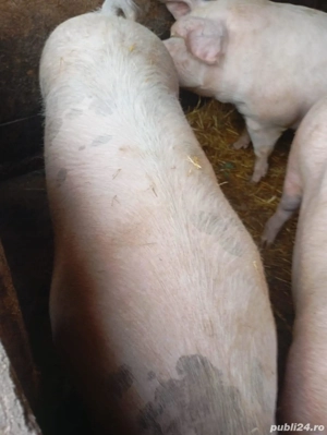 porc 180 200kg  - imagine 4