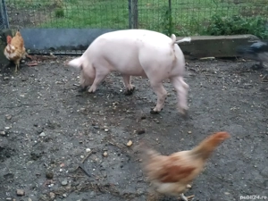 vand suldani  - imagine 3