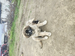 ciobansc caucazian pui  - imagine 2