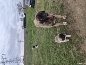 ciobansc caucazian pui  - imagine 3