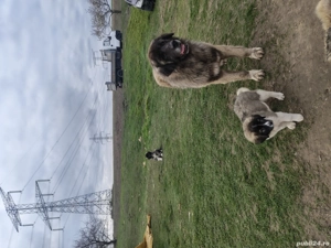 ciobansc caucazian pui  - imagine 4