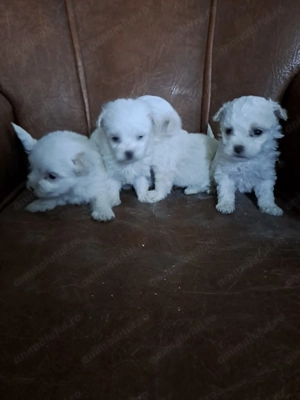 Disponibil pentru persoane responsabile 