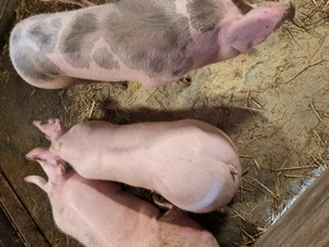 Vând porci rasă de carne  - imagine 2