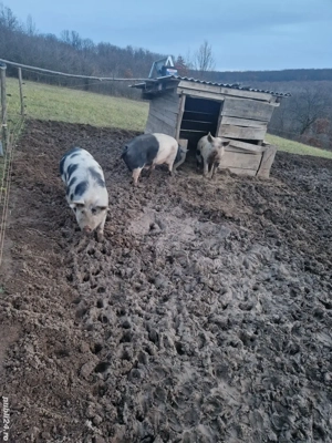 porci 100%bio - imagine 2