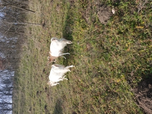 Vând capre - imagine 2