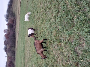 Vând capre - imagine 3