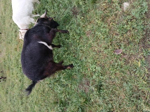 Vând capre - imagine 4