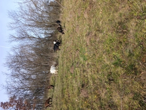 Vând capre - imagine 5