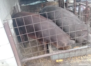 Porc de Vânzare  - imagine 2