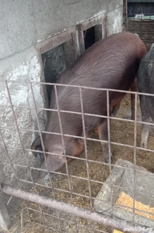 Porc de Vânzare  - imagine 3