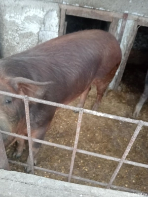 Porc de Vânzare  - imagine 4