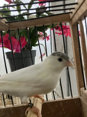 Canari de cantec Harz Roller linie pura - imagine 3