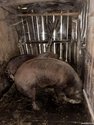 Vând porci grașii  - imagine 4