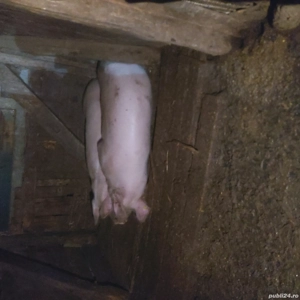 porci de vânzare