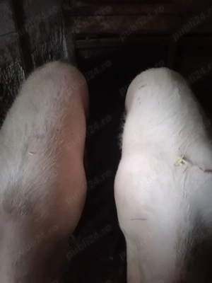 Vând doi porci marele alb