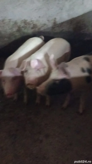 porci grasi  - imagine 4