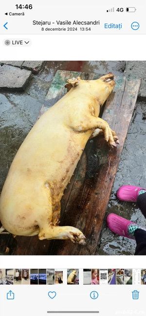 vand porci crescuti natural !  - imagine 3