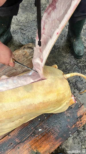 vand porci crescuti natural !  - imagine 2