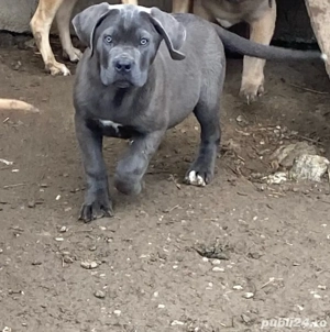catelusi cane corso italianao  - imagine 4