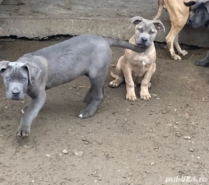 catelusi cane corso italianao  - imagine 3