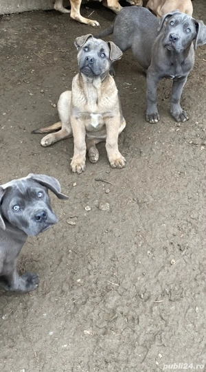 catelusi cane corso italianao  - imagine 5