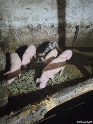 Purcei de vânzare  - imagine 2