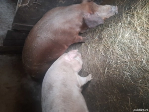 vand porci de casa,  - imagine 2