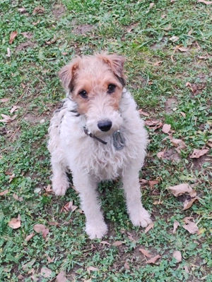 Femelă Foxterier cu păr sârmos  - imagine 3