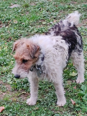 Femelă Foxterier cu păr sârmos  - imagine 2