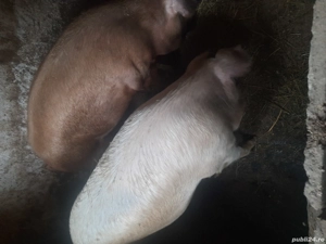 vand porci de casa,  - imagine 3