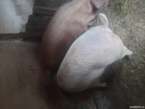 vand porci de casa,  - imagine 4
