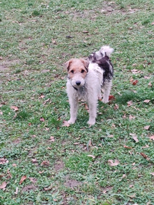 Femelă Foxterier cu păr sârmos  - imagine 5