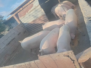 Porci de vanzare 