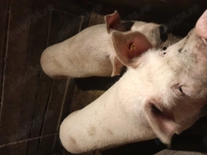Porci crescut natural!  - imagine 3
