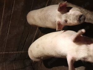 Porci crescut natural!  - imagine 2