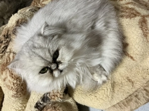 Pisică persană silver shaded