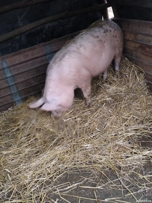 vand porc  - imagine 2