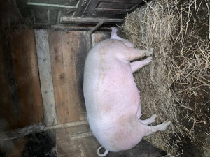 Vând porc  - imagine 2